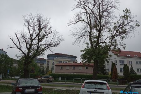 Drzewa na ulicy Milczańskiej 