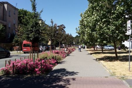 Jak zieleń przyuliczna może zmienić otoczenie 