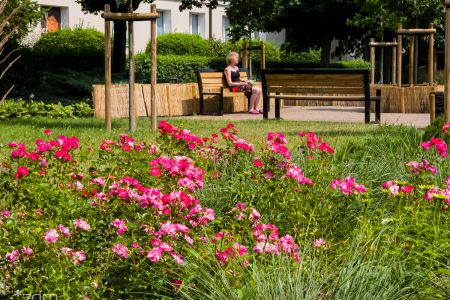 Zielone metamorfozy poznańskich ulic