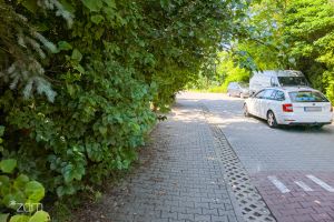 Posadziłeś zieleń przed posesją? Dbaj o nią!