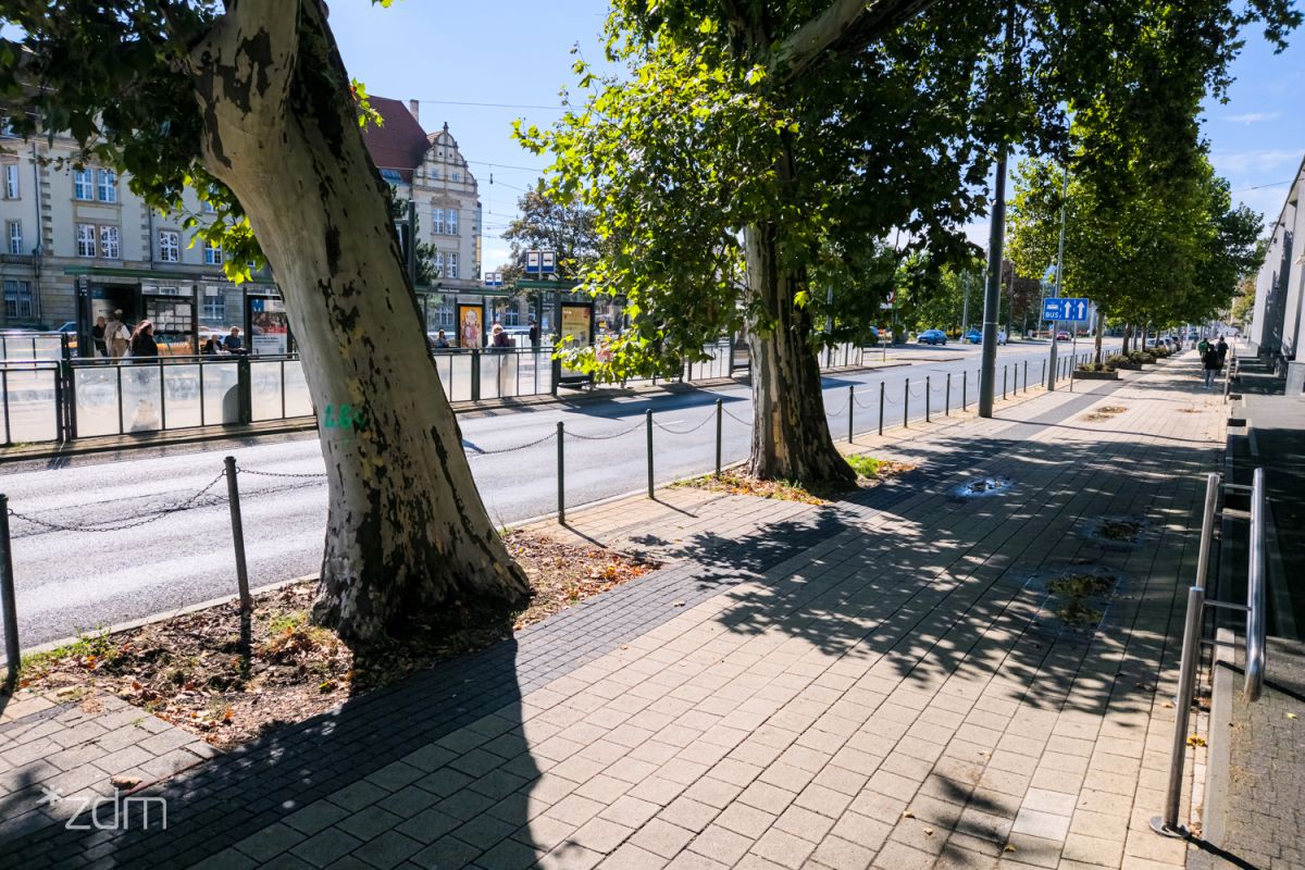 Więcej zieleni na ulicy Głogowskiej