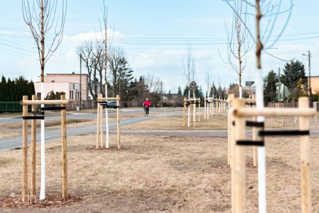 Młode drzewa, chodnik z pieszym
