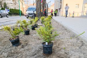Jest wyremontowany chodnik – będzie też zieleń!