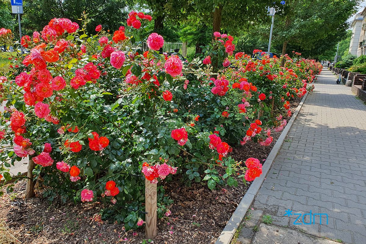 po lewej stronie krzewy róż z czerwonymi kwiatami, po prawej chodnik z kostki brukowej na ul. Białej