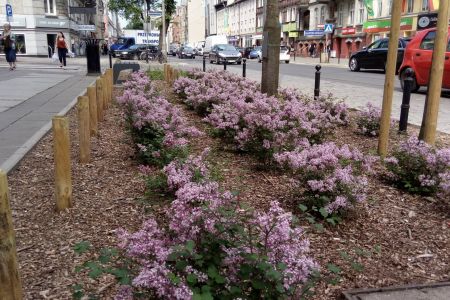 Palibiny zakwitły na ul. Dąbrowskiego