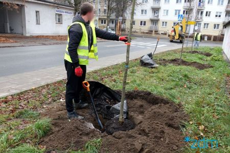 Sadzenie drzew na ul. Dworskiej. Robotnik trzymający ręką nowonasadzone drzewo