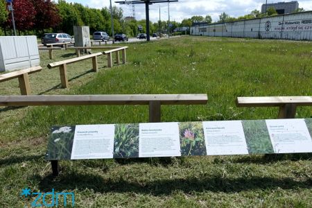 Co rośnie na miejskich łąkach?