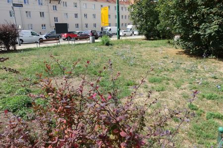 Przybędzie zieleni na Łazarzu i Jeżycach