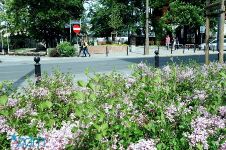 Lilaki na ul. Dąbrowskiego