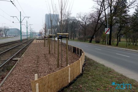 Tysiące nowych drzew i krzewów