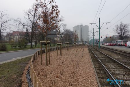 Będzie zielono na ul. Matyi
