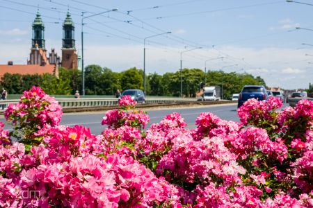 Punkt meczowy maratonu braci Grimm, czyli róże w miejskiej dżungli
