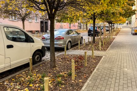 Niska zieleń pod drzewami.