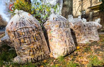 Kilka worków wypełnionych liśćmi z ulic