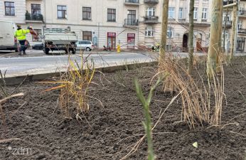 Więcej zieleni na ul. Wyspiańskiego. fot. Bartosz Szczepaniak / ZDM