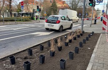 Więcej zieleni na ul. Wyspiańskiego. fot. Bartosz Szczepaniak / ZDM