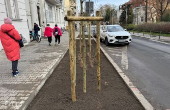 Więcej zieleni na ul. Wyspiańskiego. fot. Bartosz Szczepaniak / ZDM