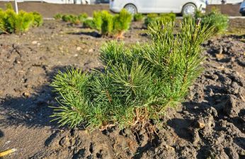 Nowe nasadzenia na terenie inwestycji. fot. PIM