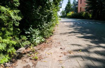 Dbaj o zieleń przed swoim domem! fot. Bartosz Jankowski / ZDM