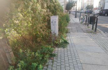 Wiosną ważne jest dbanie o zieleń, aby nie utrudniała poruszania się. fot. Straż Miejska