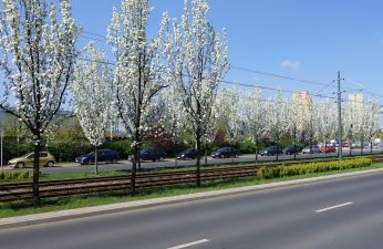 Kwitnące grusze na ulicy Murawa