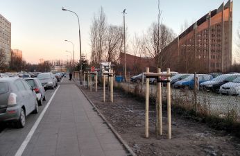 Nasadzenia drzew przy ul. Wyzwolenia na Ratajach.