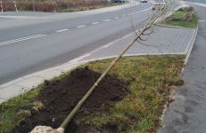 Sadzimy drzewa na ul. Milczańskiej
