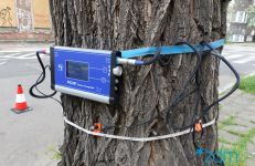 Badanie drzewa z użyciem tomografu