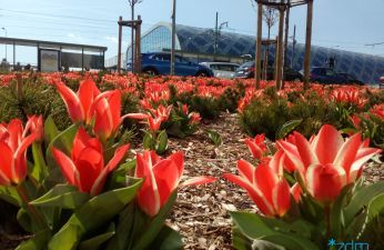 Tulipany przy ul. Matyi