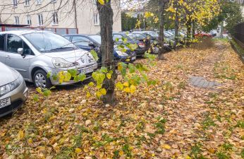 po lewej zaparkowane samochody centralnie drzewa i po prawej wydeptana ścieżka w liściach jesieni,