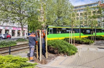Pracownicy sadzą drzewo, na drugim planie tramwaj.