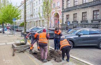 Pracownicy sadzą drzewo, na drugim planie zaparkowane pojazdy i budynki.