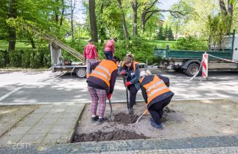 Pracownicy sadzą drzewa, na drugim planie jezdnia z samochodem