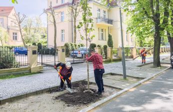 Pracownicy sadzą drzewo, w tle budynki