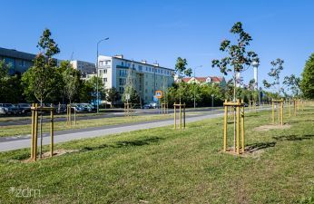 Nowe drzewa na ul. Szymanowskiego