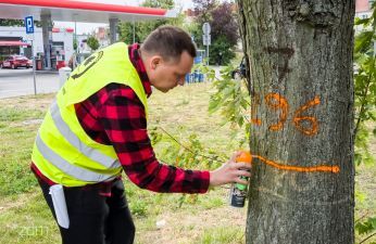 Przegląd przyulicznego drzewostanu