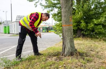 Przegląd przyulicznego drzewostanu