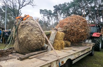 40-letni buk został posadzony w Poznaniu. fot. Bartosz Jankowski / ZDM
