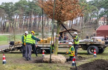 40-letni buk został posadzony w Poznaniu. fot. Bartosz Jankowski / ZDM