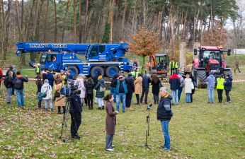 40-letni buk został posadzony w Poznaniu. fot. Bartosz Jankowski / ZDM