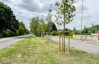 Nowe nasadzenia na ul. Druskiennickiej