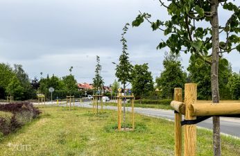 Nowe nasadzenia na rondzie Czapskiego