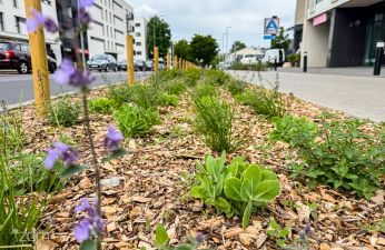 Nowe nasadzenia na ul. Jeleniogórskiej