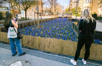 Odbruki i nasadzenia zieleni na ulicy Sienkiewicza. fot. Bartosz Jankowski / ZDM