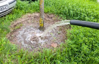 Utrzymanie zieleni przy ulicach wymaga dodatkowego podlewania, nawet wtedy, kiedy pada deszcz. fot. Bartosz Jankowski / ZDM