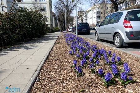 Hiacynty, szafirki, tulipany i forsycje zakwitły przy poznańskich ulicach
