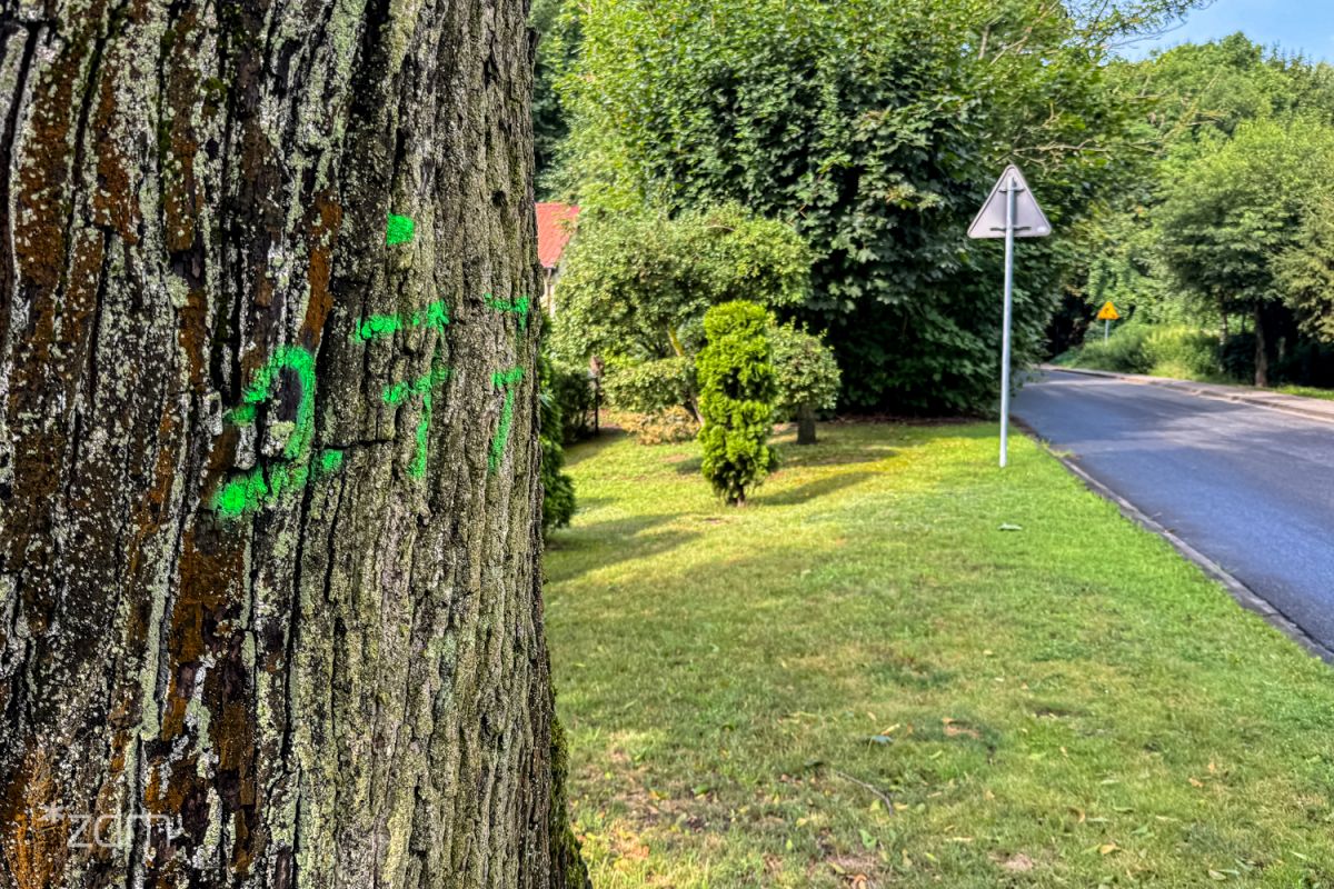 Drzewa oznaczone sprayem - ruszył kolejny przegląd przyulicznych drzew.