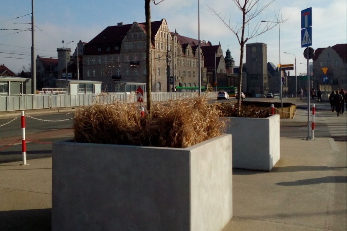 Drzewa z okolic ronda Kaponiera trafią do chłodni