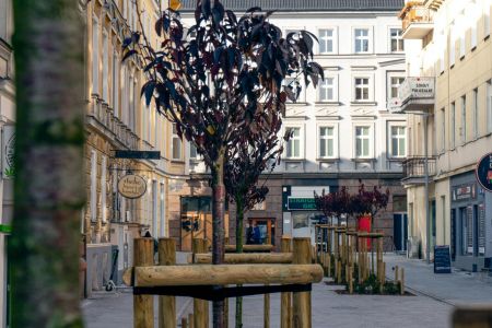 Nowe drzewa w centrum