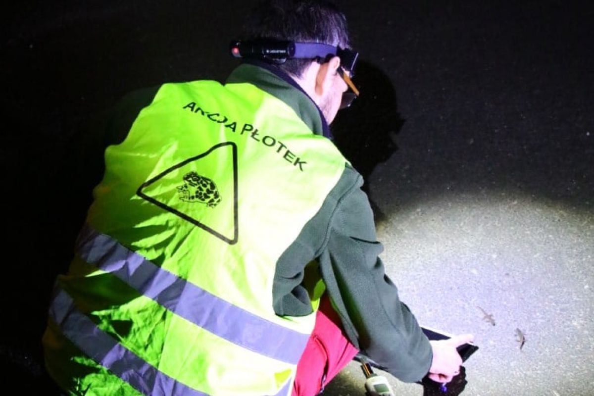 Wolontariusz pomagający płazom w nocy na ulicy